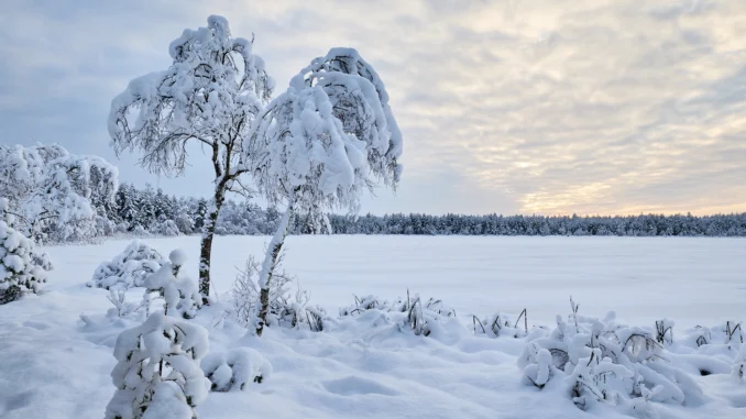 Mädajärv